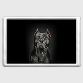 Магнит 45*70 с принтом Питбуль в Новосибирске, Пластик | Размер: 78*52 мм; Размер печати: 70*45 | Тематика изображения на принте: animal | black | breed | bull | combat | dog | ears | eyes | image | muzzle | nose | pit bull | portrait | боевой | бугай | глаза | животное | изображение | нос | пес | питбуль | порода | портрет | псина | собака | уши | черный