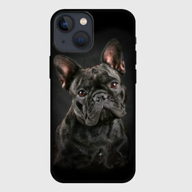 Чехол для iPhone 13 mini с принтом Французский бульдог в Новосибирске,  |  | Тематика изображения на принте: animal | background | beast | black | breed | bulldog | cool | cute | dog | ears | french | jaw | look | muzzle | portrait | wool | бульдог | взгляд | животное | зверь | милый | пёс | порода | портрет | прикольно | псина | собака | уши | фон | фра