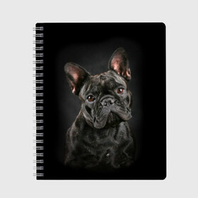 Тетрадь с принтом Французский бульдог в Новосибирске, 100% бумага | 48 листов, плотность листов — 60 г/м2, плотность картонной обложки — 250 г/м2. Листы скреплены сбоку удобной пружинной спиралью. Уголки страниц и обложки скругленные. Цвет линий — светло-серый
 | animal | background | beast | black | breed | bulldog | cool | cute | dog | ears | french | jaw | look | muzzle | portrait | wool | бульдог | взгляд | животное | зверь | милый | пёс | порода | портрет | прикольно | псина | собака | уши | фон | фра