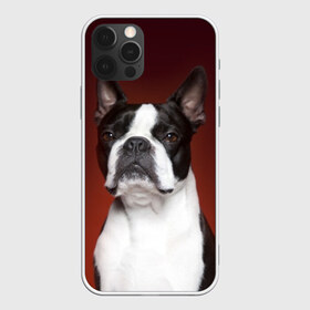 Чехол для iPhone 12 Pro Max с принтом Французский бульдог в Новосибирске, Силикон |  | Тематика изображения на принте: animal | background | beast | black | breed | bulldog | color | cool | cute | dog | e | jaw | look | muzzle | portrait | red | white | белый | бульдог | взгляд | животное | зверь | красный | милый | пёс | порода | портрет | прикольно | псина | соб