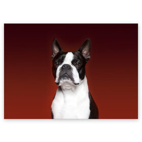 Поздравительная открытка с принтом Французский бульдог в Новосибирске, 100% бумага | плотность бумаги 280 г/м2, матовая, на обратной стороне линовка и место для марки
 | Тематика изображения на принте: animal | background | beast | black | breed | bulldog | color | cool | cute | dog | e | jaw | look | muzzle | portrait | red | white | белый | бульдог | взгляд | животное | зверь | красный | милый | пёс | порода | портрет | прикольно | псина | соб