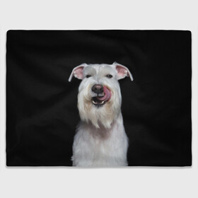 Плед 3D с принтом Белый шнауцер в Новосибирске, 100% полиэстер | закругленные углы, все края обработаны. Ткань не мнется и не растягивается | animal | background | beast | black | breed | cool | cute | dog | ears | fangs | jaw | look | muzzle | portrait | tongue | white | wool | белый | взгляд | животное | зверь | клыки | милый | пёс | порода | портрет | прикольно | псина | собака | уши