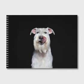 Альбом для рисования с принтом Белый шнауцер в Новосибирске, 100% бумага
 | матовая бумага, плотность 200 мг. | animal | background | beast | black | breed | cool | cute | dog | ears | fangs | jaw | look | muzzle | portrait | tongue | white | wool | белый | взгляд | животное | зверь | клыки | милый | пёс | порода | портрет | прикольно | псина | собака | уши
