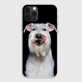 Чехол для iPhone 12 Pro с принтом Белый шнауцер в Новосибирске, силикон | область печати: задняя сторона чехла, без боковых панелей | animal | background | beast | black | breed | cool | cute | dog | ears | fangs | jaw | look | muzzle | portrait | tongue | white | wool | белый | взгляд | животное | зверь | клыки | милый | пёс | порода | портрет | прикольно | псина | собака | уши