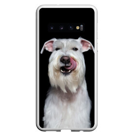 Чехол для Samsung Galaxy S10 с принтом Белый шнауцер в Новосибирске, Силикон | Область печати: задняя сторона чехла, без боковых панелей | animal | background | beast | black | breed | cool | cute | dog | ears | fangs | jaw | look | muzzle | portrait | tongue | white | wool | белый | взгляд | животное | зверь | клыки | милый | пёс | порода | портрет | прикольно | псина | собака | уши