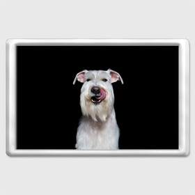 Магнит 45*70 с принтом Белый шнауцер в Новосибирске, Пластик | Размер: 78*52 мм; Размер печати: 70*45 | Тематика изображения на принте: animal | background | beast | black | breed | cool | cute | dog | ears | fangs | jaw | look | muzzle | portrait | tongue | white | wool | белый | взгляд | животное | зверь | клыки | милый | пёс | порода | портрет | прикольно | псина | собака | уши