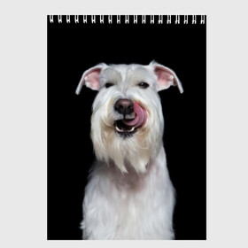 Скетчбук с принтом Белый шнауцер в Новосибирске, 100% бумага
 | 48 листов, плотность листов — 100 г/м2, плотность картонной обложки — 250 г/м2. Листы скреплены сверху удобной пружинной спиралью | animal | background | beast | black | breed | cool | cute | dog | ears | fangs | jaw | look | muzzle | portrait | tongue | white | wool | белый | взгляд | животное | зверь | клыки | милый | пёс | порода | портрет | прикольно | псина | собака | уши