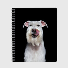 Тетрадь с принтом Белый шнауцер в Новосибирске, 100% бумага | 48 листов, плотность листов — 60 г/м2, плотность картонной обложки — 250 г/м2. Листы скреплены сбоку удобной пружинной спиралью. Уголки страниц и обложки скругленные. Цвет линий — светло-серый
 | animal | background | beast | black | breed | cool | cute | dog | ears | fangs | jaw | look | muzzle | portrait | tongue | white | wool | белый | взгляд | животное | зверь | клыки | милый | пёс | порода | портрет | прикольно | псина | собака | уши