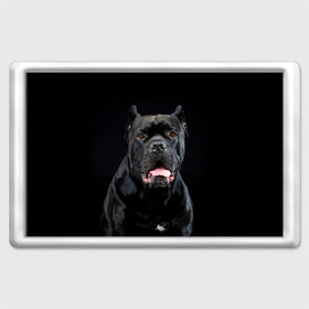 Магнит 45*70 с принтом Черный кан - корсо в Новосибирске, Пластик | Размер: 78*52 мм; Размер печати: 70*45 | animal | background | beast | black | breed | can   corso | cool | cute | dog | ears | fangs | jaw | look | muzzle | portrait | tongue | wool | взгляд | животное | зверь | кан   корсо | клыки | милый | пёс | порода | портрет | прикольно | псина | 