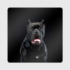 Магнит виниловый Квадрат с принтом Черный кан - корсо в Новосибирске, полимерный материал с магнитным слоем | размер 9*9 см, закругленные углы | animal | background | beast | black | breed | can   corso | cool | cute | dog | ears | fangs | jaw | look | muzzle | portrait | tongue | wool | взгляд | животное | зверь | кан   корсо | клыки | милый | пёс | порода | портрет | прикольно | псина | 