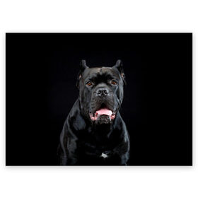 Поздравительная открытка с принтом Черный кан - корсо в Новосибирске, 100% бумага | плотность бумаги 280 г/м2, матовая, на обратной стороне линовка и место для марки
 | Тематика изображения на принте: animal | background | beast | black | breed | can   corso | cool | cute | dog | ears | fangs | jaw | look | muzzle | portrait | tongue | wool | взгляд | животное | зверь | кан   корсо | клыки | милый | пёс | порода | портрет | прикольно | псина | 
