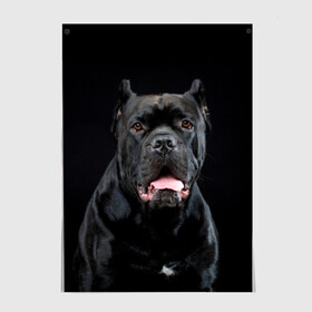 Постер с принтом Черный кан - корсо в Новосибирске, 100% бумага
 | бумага, плотность 150 мг. Матовая, но за счет высокого коэффициента гладкости имеет небольшой блеск и дает на свету блики, но в отличии от глянцевой бумаги не покрыта лаком | animal | background | beast | black | breed | can   corso | cool | cute | dog | ears | fangs | jaw | look | muzzle | portrait | tongue | wool | взгляд | животное | зверь | кан   корсо | клыки | милый | пёс | порода | портрет | прикольно | псина | 