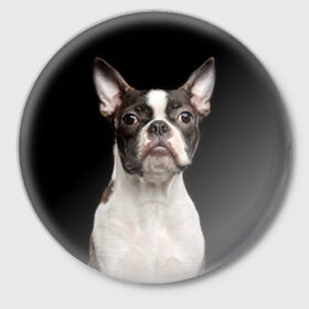 Значок с принтом Бостонский терьер в Новосибирске,  металл | круглая форма, металлическая застежка в виде булавки | Тематика изображения на принте: animal | background | beast | black | boston | breed | color | cool | cute | dog | ears | jaw | look | muzzle | pet | portrait | terrier | white | wool | белый | бостон | взгляд | животное | зверь | милый | пёс | питомец | порода | портрет | прико
