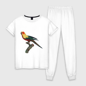 Женская пижама хлопок с принтом Попугай. Аратинга. в Новосибирске, 100% хлопок | брюки и футболка прямого кроя, без карманов, на брюках мягкая резинка на поясе и по низу штанин | аратинга | бразилия | зоозащита | попугаи | попугайчики | природа | птица | птицы | солнечный