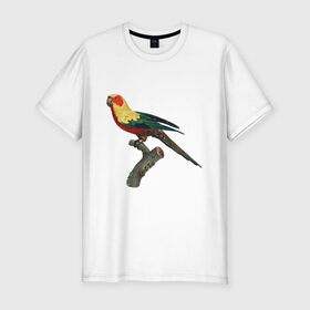 Мужская футболка премиум с принтом Попугай. Аратинга. в Новосибирске, 92% хлопок, 8% лайкра | приталенный силуэт, круглый вырез ворота, длина до линии бедра, короткий рукав | аратинга | бразилия | зоозащита | попугаи | попугайчики | природа | птица | птицы | солнечный