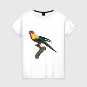 Женская футболка хлопок с принтом Попугай. Аратинга. в Новосибирске, 100% хлопок | прямой крой, круглый вырез горловины, длина до линии бедер, слегка спущенное плечо | аратинга | бразилия | зоозащита | попугаи | попугайчики | природа | птица | птицы | солнечный