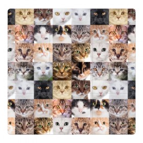 Магнитный плакат 3Х3 с принтом Кошачий коллаж в Новосибирске, Полимерный материал с магнитным слоем | 9 деталей размером 9*9 см | Тематика изображения на принте: breed | cat | cats | collage | eyes | fluffy | funny | kitten | look | meow | mustache | muzzle | photo | squares | взгляд | глаза | квадраты | коллаж | кот | котёнок | котики | кошка | мяу | порода | прикольный | пушистый | усы | фото