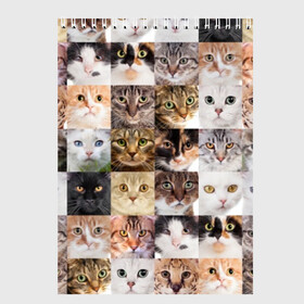 Скетчбук с принтом Кошачий коллаж в Новосибирске, 100% бумага
 | 48 листов, плотность листов — 100 г/м2, плотность картонной обложки — 250 г/м2. Листы скреплены сверху удобной пружинной спиралью | breed | cat | cats | collage | eyes | fluffy | funny | kitten | look | meow | mustache | muzzle | photo | squares | взгляд | глаза | квадраты | коллаж | кот | котёнок | котики | кошка | мяу | порода | прикольный | пушистый | усы | фото