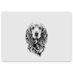 Поздравительная открытка с принтом Кокер спаниель в Новосибирске, 100% бумага | плотность бумаги 280 г/м2, матовая, на обратной стороне линовка и место для марки
 | animal | black | breed | cocker spaniel | cool | dog | eyes | interesting | look | muzzle | white | wool | белый | взгляд | глаза | животное | интересный | кокер спаниель | пёс | порода | прикольный | псина | собака | собакен | черный | шерсть