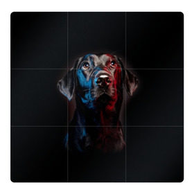 Магнитный плакат 3Х3 с принтом Чёрный лабрадор в Новосибирске, Полимерный материал с магнитным слоем | 9 деталей размером 9*9 см | Тематика изображения на принте: animal | black | breed | collar | cute | dog | friend | labrador | look | man | muzzle | взгляд | друг | животное | лабрадор | милый | ошейник | пёс | порода | собака | человека | черный