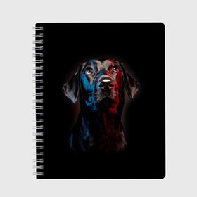 Тетрадь с принтом Чёрный лабрадор в Новосибирске, 100% бумага | 48 листов, плотность листов — 60 г/м2, плотность картонной обложки — 250 г/м2. Листы скреплены сбоку удобной пружинной спиралью. Уголки страниц и обложки скругленные. Цвет линий — светло-серый
 | animal | black | breed | collar | cute | dog | friend | labrador | look | man | muzzle | взгляд | друг | животное | лабрадор | милый | ошейник | пёс | порода | собака | человека | черный