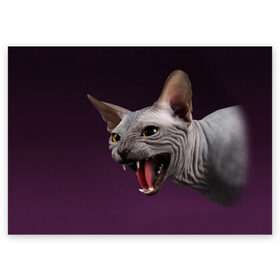 Поздравительная открытка с принтом Сфинкс в Новосибирске, 100% бумага | плотность бумаги 280 г/м2, матовая, на обратной стороне линовка и место для марки
 | aggressive | angry | animal | bald | breed | cat | dangerous | fangs | gray | purple | sphinx | агрессивный | животное | злой | клыки | кот | лысый | опасный | порода | серый | сфинкс | фиолетовый