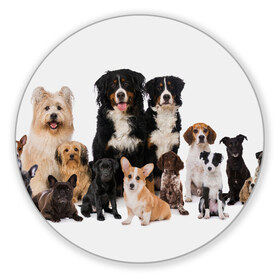 Коврик для мышки круглый с принтом Породистые собаки в Новосибирске, резина и полиэстер | круглая форма, изображение наносится на всю лицевую часть | animal | bernese | breed | bulldog | corgi | cute | dog | french | funny | jack | labrador | mountain dog | muzzle | paws | pug | puppy | spaniel | бернский | бульдог | джек рассел | животное | забавный | зенненхунд | корги | лабрадор | лапы | милый