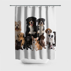 Штора 3D для ванной с принтом Породистые собаки в Новосибирске, 100% полиэстер | плотность материала — 100 г/м2. Стандартный размер — 146 см х 180 см. По верхнему краю — пластиковые люверсы для креплений. В комплекте 10 пластиковых колец | animal | bernese | breed | bulldog | corgi | cute | dog | french | funny | jack | labrador | mountain dog | muzzle | paws | pug | puppy | spaniel | бернский | бульдог | джек рассел | животное | забавный | зенненхунд | корги | лабрадор | лапы | милый