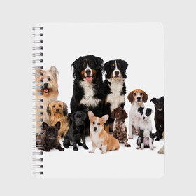 Тетрадь с принтом Породистые собаки в Новосибирске, 100% бумага | 48 листов, плотность листов — 60 г/м2, плотность картонной обложки — 250 г/м2. Листы скреплены сбоку удобной пружинной спиралью. Уголки страниц и обложки скругленные. Цвет линий — светло-серый
 | animal | bernese | breed | bulldog | corgi | cute | dog | french | funny | jack | labrador | mountain dog | muzzle | paws | pug | puppy | spaniel | бернский | бульдог | джек рассел | животное | забавный | зенненхунд | корги | лабрадор | лапы | милый
