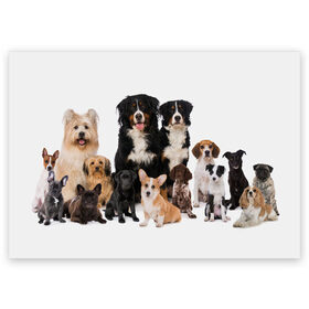 Поздравительная открытка с принтом Породистые собаки в Новосибирске, 100% бумага | плотность бумаги 280 г/м2, матовая, на обратной стороне линовка и место для марки
 | animal | bernese | breed | bulldog | corgi | cute | dog | french | funny | jack | labrador | mountain dog | muzzle | paws | pug | puppy | spaniel | бернский | бульдог | джек рассел | животное | забавный | зенненхунд | корги | лабрадор | лапы | милый