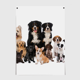 Постер с принтом Породистые собаки в Новосибирске, 100% бумага
 | бумага, плотность 150 мг. Матовая, но за счет высокого коэффициента гладкости имеет небольшой блеск и дает на свету блики, но в отличии от глянцевой бумаги не покрыта лаком | animal | bernese | breed | bulldog | corgi | cute | dog | french | funny | jack | labrador | mountain dog | muzzle | paws | pug | puppy | spaniel | бернский | бульдог | джек рассел | животное | забавный | зенненхунд | корги | лабрадор | лапы | милый