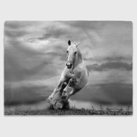 Плед 3D с принтом Белая лошадь в Новосибирске, 100% полиэстер | закругленные углы, все края обработаны. Ткань не мнется и не растягивается | Тематика изображения на принте: animal | beautiful | gloss | horse | mane | mustang | muzzle | nature | white | wild | белый | грива | дикий | животное | конь | красивый | лоск | лошадь | мустанг | природа | скакун
