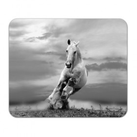 Коврик для мышки прямоугольный с принтом Белая лошадь в Новосибирске, натуральный каучук | размер 230 х 185 мм; запечатка лицевой стороны | animal | beautiful | gloss | horse | mane | mustang | muzzle | nature | white | wild | белый | грива | дикий | животное | конь | красивый | лоск | лошадь | мустанг | природа | скакун
