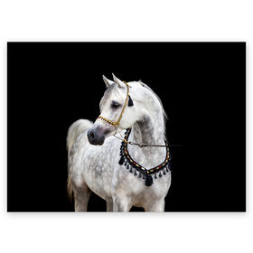 Поздравительная открытка с принтом Серый в яблоках конь в Новосибирске, 100% бумага | плотность бумаги 280 г/м2, матовая, на обратной стороне линовка и место для марки
 | animal | beautiful | black | eyes | gloss | gray | harness | horse | in apples | look | muzzle | spotted | white | белый | в яблоках | взгляд | глаза | животное | конь | красивый | лоск | лошадь | пятнистый | сбруя | серый | скакун | черный