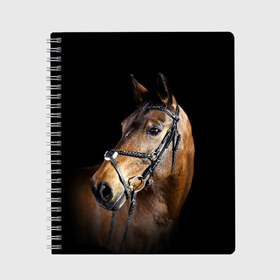 Тетрадь с принтом Гнедая лошадь в Новосибирске, 100% бумага | 48 листов, плотность листов — 60 г/м2, плотность картонной обложки — 250 г/м2. Листы скреплены сбоку удобной пружинной спиралью. Уголки страниц и обложки скругленные. Цвет линий — светло-серый
 | animal | beautiful | black | brown | eyes | gloss | harness | horse | look | muzzle | взгляд | глаза | гнедая | гнедой | животное | конь | коричневый | красивый | лоск | лошадь | сбруя | скакун | черный