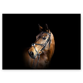 Поздравительная открытка с принтом Гнедая лошадь в Новосибирске, 100% бумага | плотность бумаги 280 г/м2, матовая, на обратной стороне линовка и место для марки
 | Тематика изображения на принте: animal | beautiful | black | brown | eyes | gloss | harness | horse | look | muzzle | взгляд | глаза | гнедая | гнедой | животное | конь | коричневый | красивый | лоск | лошадь | сбруя | скакун | черный