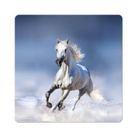 Магнит виниловый Квадрат с принтом Белая лошадь в Новосибирске, полимерный материал с магнитным слоем | размер 9*9 см, закругленные углы | Тематика изображения на принте: animal | beautiful | gloss | horse | mane | mustang | muzzle | nature | snow | white | wild | winter | белый | грива | дикий | животное | зима | конь | красивый | лоск | лошадь | мустанг | природа | скакун | снег