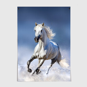 Постер с принтом Белая лошадь в Новосибирске, 100% бумага
 | бумага, плотность 150 мг. Матовая, но за счет высокого коэффициента гладкости имеет небольшой блеск и дает на свету блики, но в отличии от глянцевой бумаги не покрыта лаком | animal | beautiful | gloss | horse | mane | mustang | muzzle | nature | snow | white | wild | winter | белый | грива | дикий | животное | зима | конь | красивый | лоск | лошадь | мустанг | природа | скакун | снег