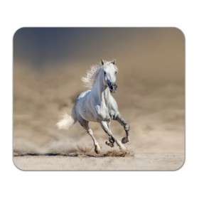 Коврик для мышки прямоугольный с принтом Белый конь в Новосибирске, натуральный каучук | размер 230 х 185 мм; запечатка лицевой стороны | Тематика изображения на принте: animal | beautiful | desert | gloss | horse | mane | mustang | muzzle | nature | sand | white | wild | белый | грива | дикий | животное | конь | красивый | лоск | лошадь | мустанг | песок | природа | пустыня | скакун