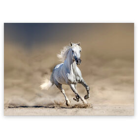 Поздравительная открытка с принтом Белый конь в Новосибирске, 100% бумага | плотность бумаги 280 г/м2, матовая, на обратной стороне линовка и место для марки
 | animal | beautiful | desert | gloss | horse | mane | mustang | muzzle | nature | sand | white | wild | белый | грива | дикий | животное | конь | красивый | лоск | лошадь | мустанг | песок | природа | пустыня | скакун