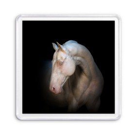 Магнит 55*55 с принтом Белая лошадь в Новосибирске, Пластик | Размер: 65*65 мм; Размер печати: 55*55 мм | animal | black | breed | horse | muscle | muzzle | strength | unusual | white | белый | животное | конь | лошадь | мышцы | необычный | порода | сила | скакун