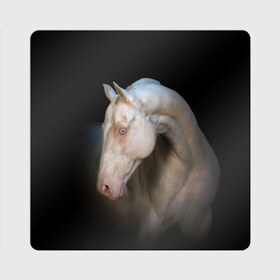Магнит виниловый Квадрат с принтом Белая лошадь в Новосибирске, полимерный материал с магнитным слоем | размер 9*9 см, закругленные углы | Тематика изображения на принте: animal | black | breed | horse | muscle | muzzle | strength | unusual | white | белый | животное | конь | лошадь | мышцы | необычный | порода | сила | скакун