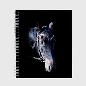 Тетрадь с принтом Конь вороной в Новосибирске, 100% бумага | 48 листов, плотность листов — 60 г/м2, плотность картонной обложки — 250 г/м2. Листы скреплены сбоку удобной пружинной спиралью. Уголки страниц и обложки скругленные. Цвет линий — светло-серый
 | Тематика изображения на принте: animal | beautiful | black | eyes | gloss | hairstyle | harness | horse | look | muzzle | взгляд | вороной | глаза | животное | конь | красивый | лоск | лошадь | прическа | сбруя | скакун | черный