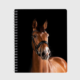 Тетрадь с принтом Гнедая лошадь в Новосибирске, 100% бумага | 48 листов, плотность листов — 60 г/м2, плотность картонной обложки — 250 г/м2. Листы скреплены сбоку удобной пружинной спиралью. Уголки страниц и обложки скругленные. Цвет линий — светло-серый
 | animal | beautiful | black | brown | eyes | gloss | harness | horse | look | muzzle | взгляд | глаза | гнедая | животное | конь | коричневый | красивый | лоск | лошадь | сбруя | скакун | черный