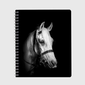 Тетрадь с принтом Белая лошадь в Новосибирске, 100% бумага | 48 листов, плотность листов — 60 г/м2, плотность картонной обложки — 250 г/м2. Листы скреплены сбоку удобной пружинной спиралью. Уголки страниц и обложки скругленные. Цвет линий — светло-серый
 | animal | beautiful | black | eyes | gloss | harness | horse | look | muzzle | white | белый | взгляд | глаза | животное | конь | красивый | лоск | лошадь | сбруя | скакун