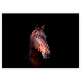Поздравительная открытка с принтом Гнедая лошадь в Новосибирске, 100% бумага | плотность бумаги 280 г/м2, матовая, на обратной стороне линовка и место для марки
 | animal | beautiful | black | brown | chocolate | eyes | gloss | horse | look | muzzle | portrait | взгляд | глаза | животное | конь | коричневый | красивый | лоск | лошадь | портрет | скакун | черный | шоколадный