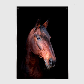 Постер с принтом Гнедая лошадь в Новосибирске, 100% бумага
 | бумага, плотность 150 мг. Матовая, но за счет высокого коэффициента гладкости имеет небольшой блеск и дает на свету блики, но в отличии от глянцевой бумаги не покрыта лаком | animal | beautiful | black | brown | chocolate | eyes | gloss | horse | look | muzzle | portrait | взгляд | глаза | животное | конь | коричневый | красивый | лоск | лошадь | портрет | скакун | черный | шоколадный