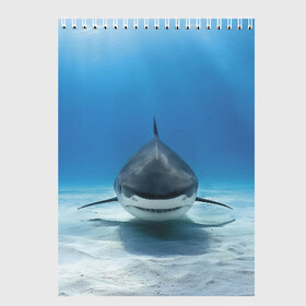 Скетчбук с принтом Анфас в Новосибирске, 100% бумага
 | 48 листов, плотность листов — 100 г/м2, плотность картонной обложки — 250 г/м2. Листы скреплены сверху удобной пружинной спиралью | bottom | fin | full face | jaw | ocean | sand | shark | water | акула | анфас | вода | дно | океан | песок | плавник