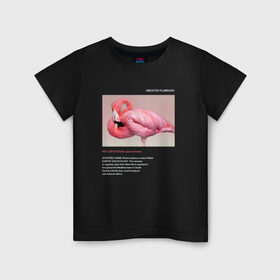 Детская футболка хлопок с принтом Greater Flamingo в Новосибирске, 100% хлопок | круглый вырез горловины, полуприлегающий силуэт, длина до линии бедер | animals | red book | red list | животные | животные из красной книги | красная книга | редкие животные | фламинго