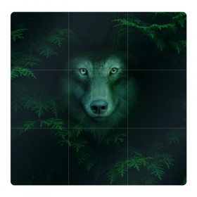 Магнитный плакат 3Х3 с принтом Сибирь. Лесной волк в Новосибирске, Полимерный материал с магнитным слоем | 9 деталей размером 9*9 см | Тематика изображения на принте: safesibiria | siberia | алтай | волк | дикий | елки | ель | лес | охота | сибирь | сибирь горит | сибирьгорит | спаситесибирь | тайга | шерегеш | экология